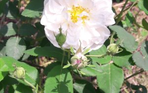 جشنواره گل محمدی و گلابگیری روستای گیلده شفت برگزار شد