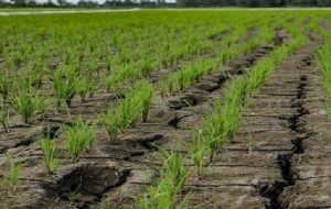 بحران کم‌ آبی سال زراعی جدید از هم اکنون آغاز شده است